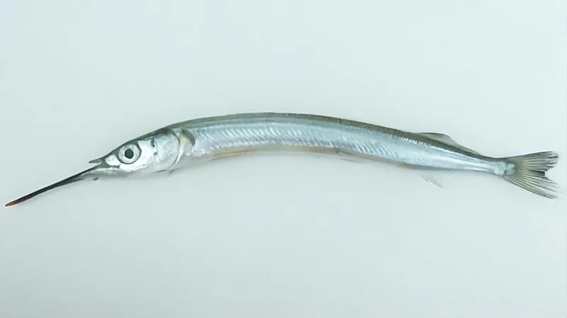 학꽁치 사진
