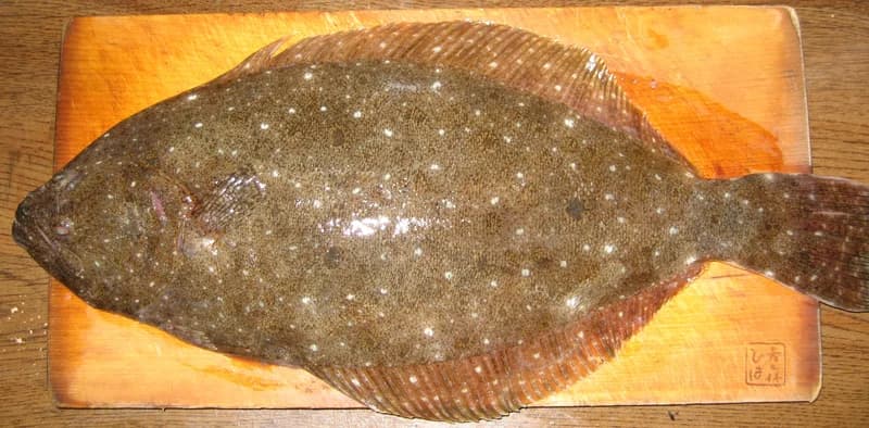 넙치 사진