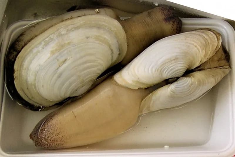 왕우럭조개 사진